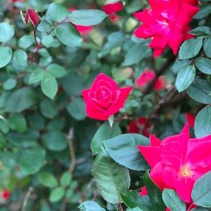 Meet your Posher, Alexandria